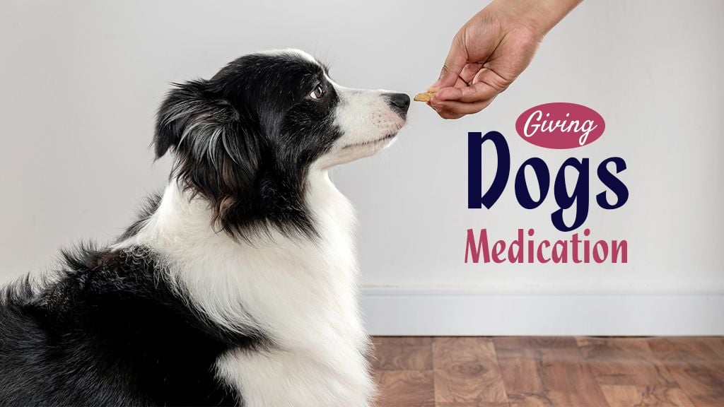 How To Give Your Dog A Tablet How To Give Your Dog A Tablet